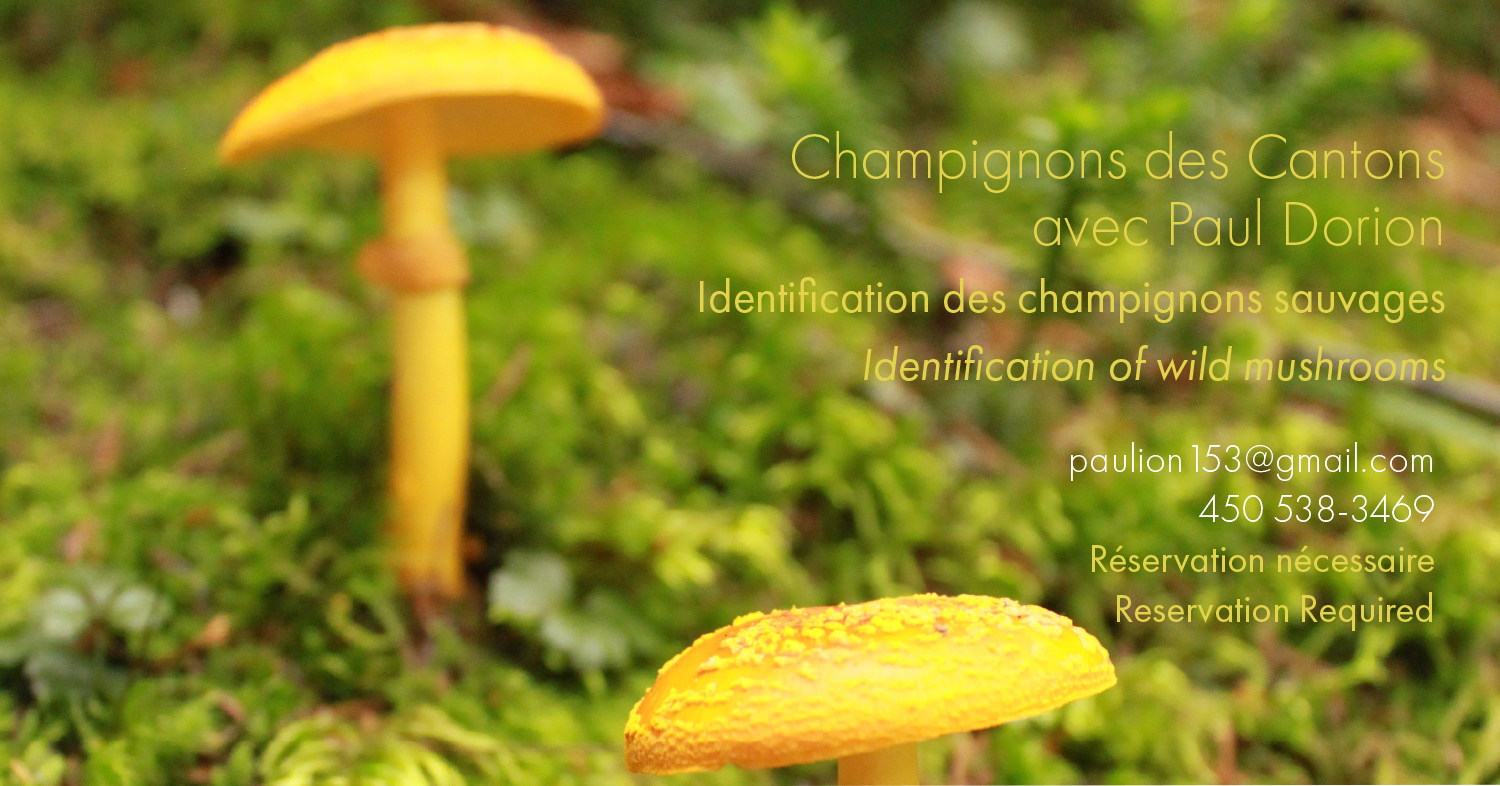 Champignons été 2023